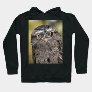 Tawny Frogmouth Portrait Hoodie